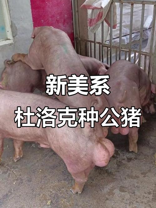 啥品种猪又大又长？-图3