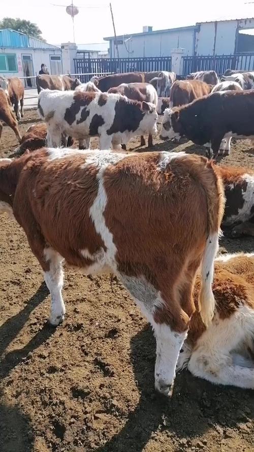 广东鲁西黄牛牛犊价格多少钱一头？-图1