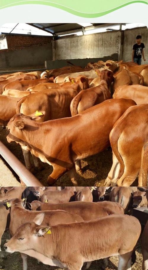 广东鲁西黄牛牛犊价格多少钱一头？-图2