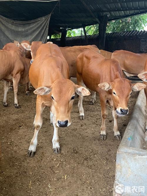 广东鲁西黄牛牛犊价格多少钱一头？-图3