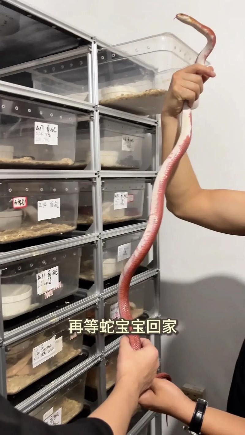 农广天地养蛇技术视频有哪些要点？-图1