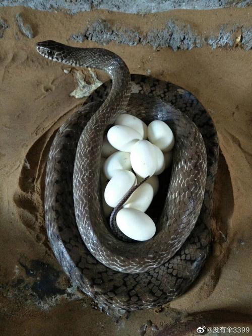 农广天地养蛇技术视频有哪些要点？-图2