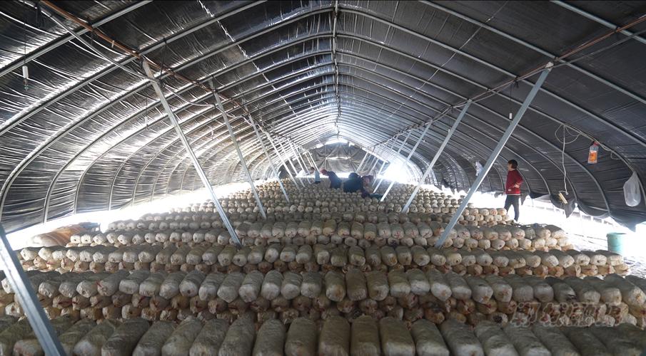 平菇种植技术视频，新手能学会吗？-图1