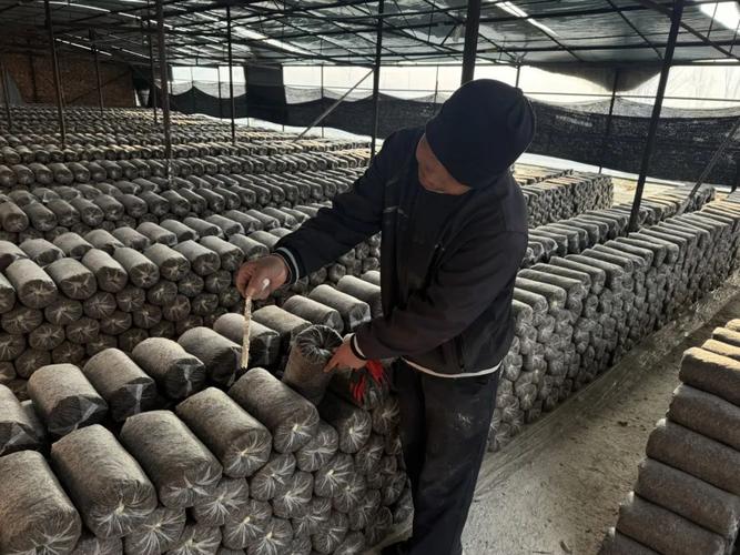 平菇种植技术视频，新手能学会吗？-图2