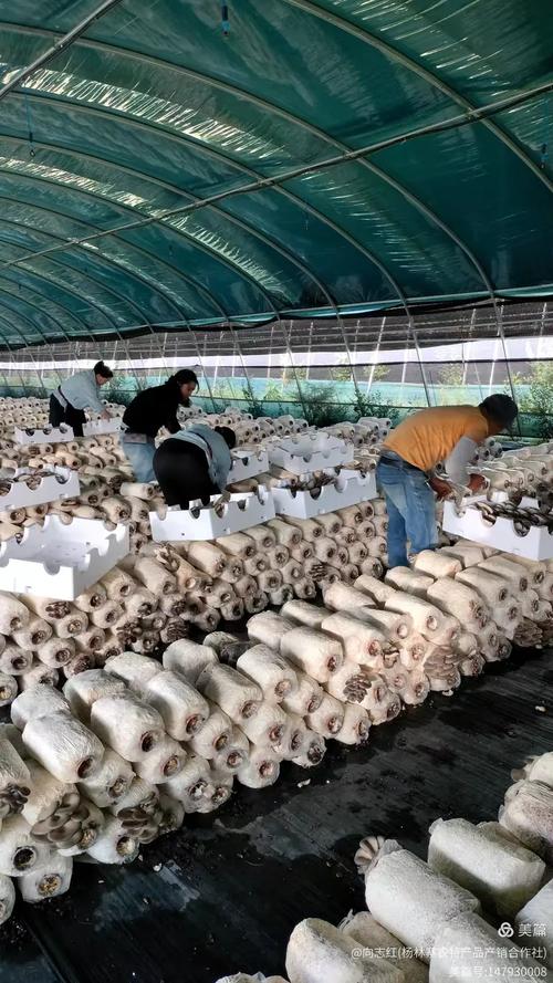 平菇种植技术视频，新手能学会吗？-图3