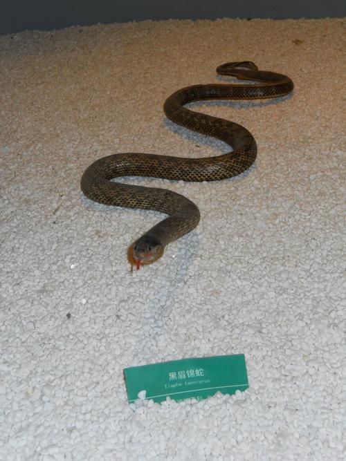 湖北无毒蛇品种有哪些？-图1