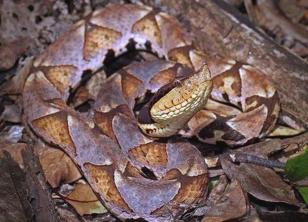 湖北无毒蛇品种有哪些？-图3