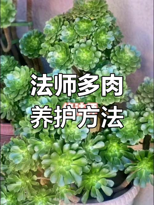 法师多肉有哪些常见品种？-图2