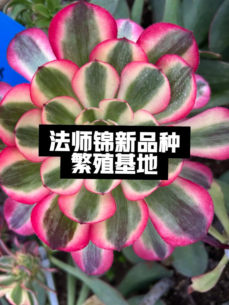 法师多肉有哪些常见品种？-图3