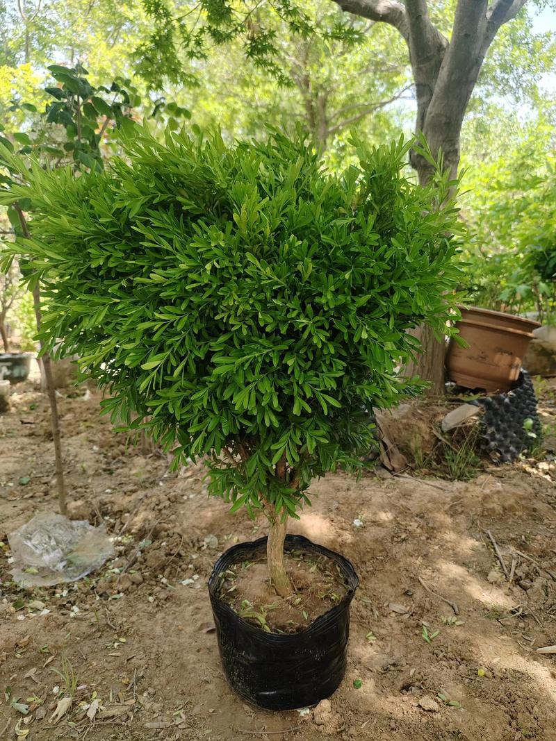 黄杨树有哪些常见品种？-图1
