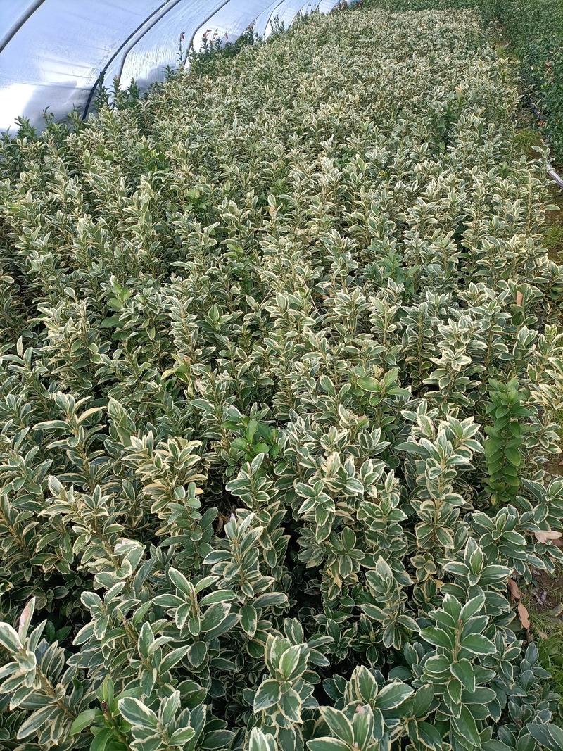 黄杨树有哪些常见品种？-图3