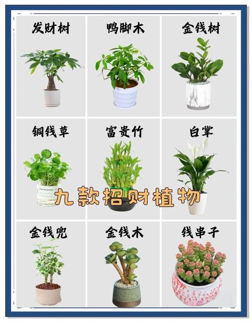发财树品种有哪些？图片如何区分？-图1