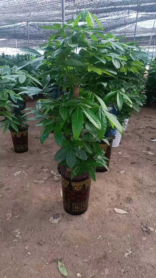 发财树品种有哪些？图片如何区分？-图3