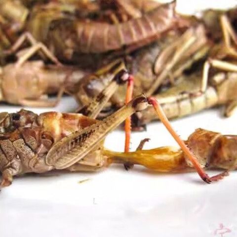 2025年蝗虫收购价是多少？-图1