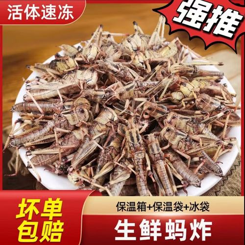 2025年蝗虫收购价是多少？-图2