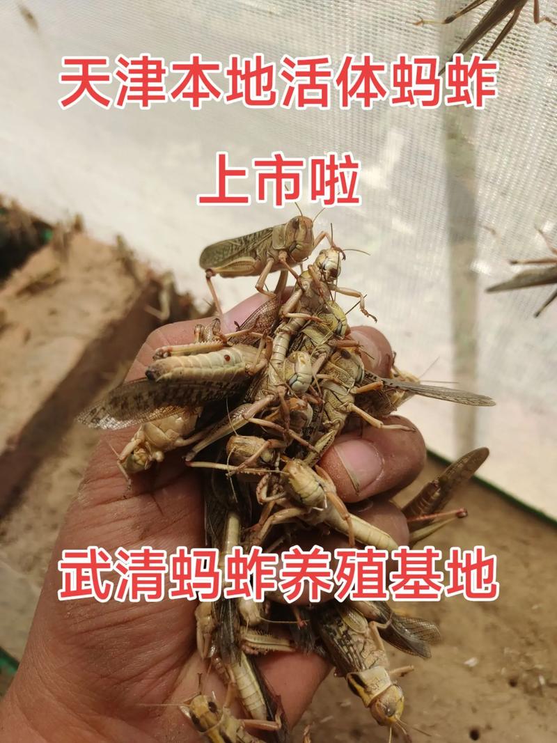 2025年蝗虫收购价是多少？-图3