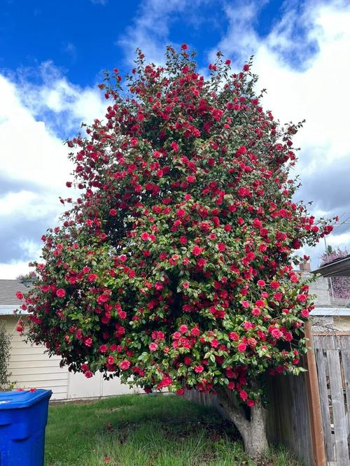 花树品种有哪些？-图2