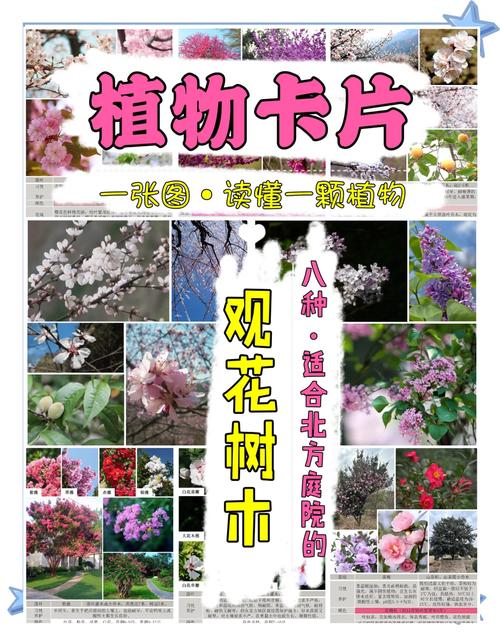 花树品种有哪些？-图3