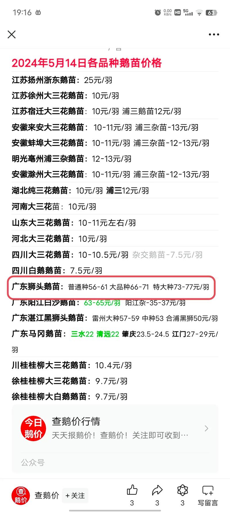 菏泽鹅苗最新价多少？-图1