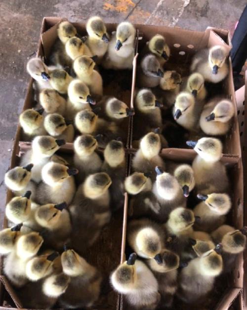 菏泽鹅苗最新价多少？-图2