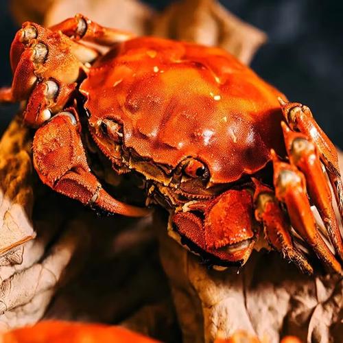 2025盘锦河蟹价格会涨还是跌？-图2