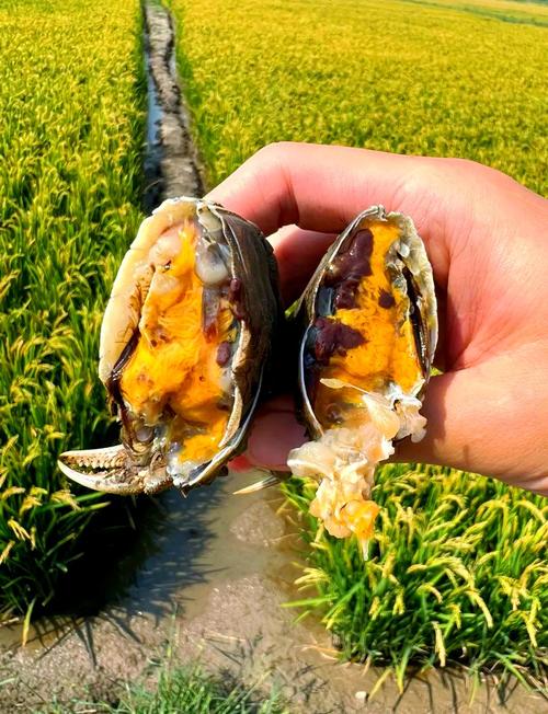 2025盘锦河蟹价格会涨还是跌？-图3