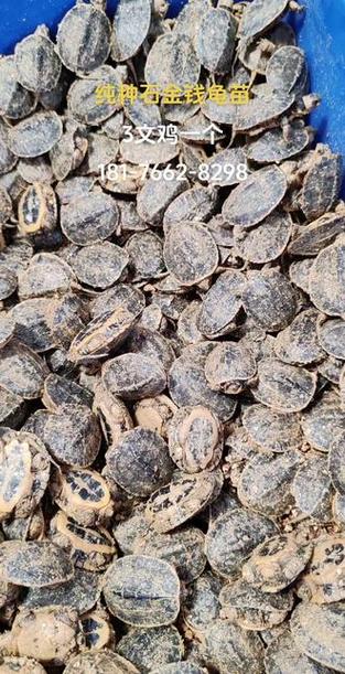 石金钱龟幼苗怎么养才好？-图1