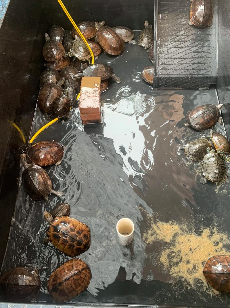 石金钱龟幼苗怎么养才好？-图3