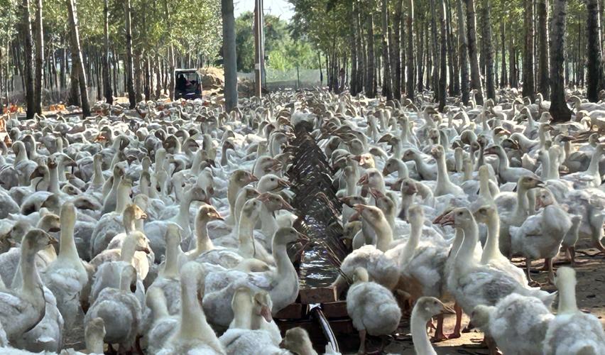 想学养鹅？视频教程有哪些？-图2