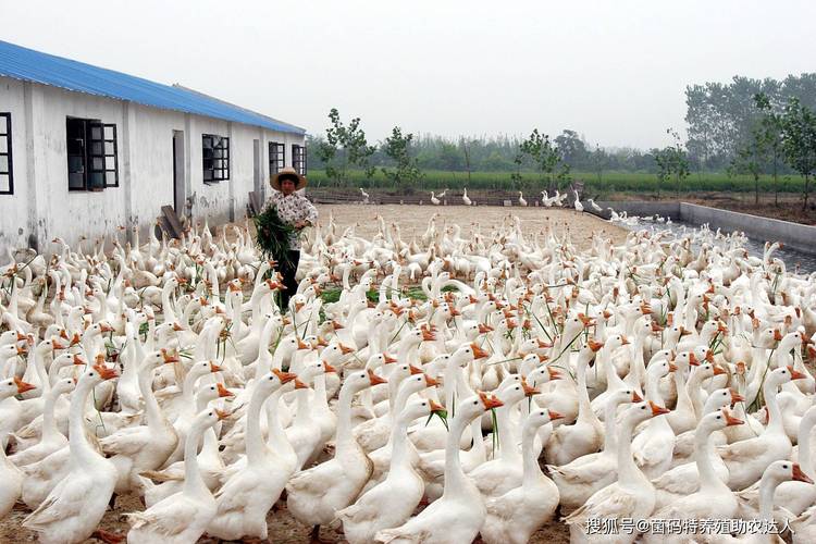 想学养鹅？视频教程有哪些？-图1