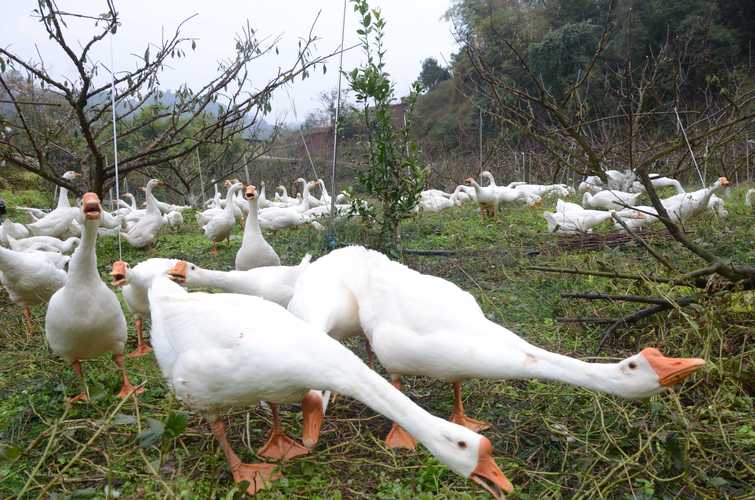 想学养鹅？视频教程有哪些？-图3