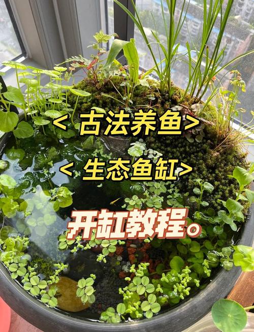 养观赏鱼技术视频，新手怎么学？-图1