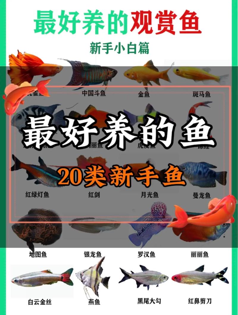 养观赏鱼技术视频，新手怎么学？-图3