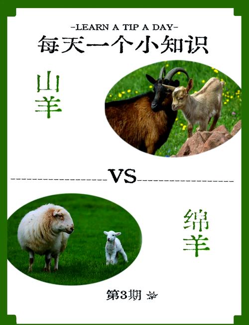 山羊绵羊价格谁更高？-图2