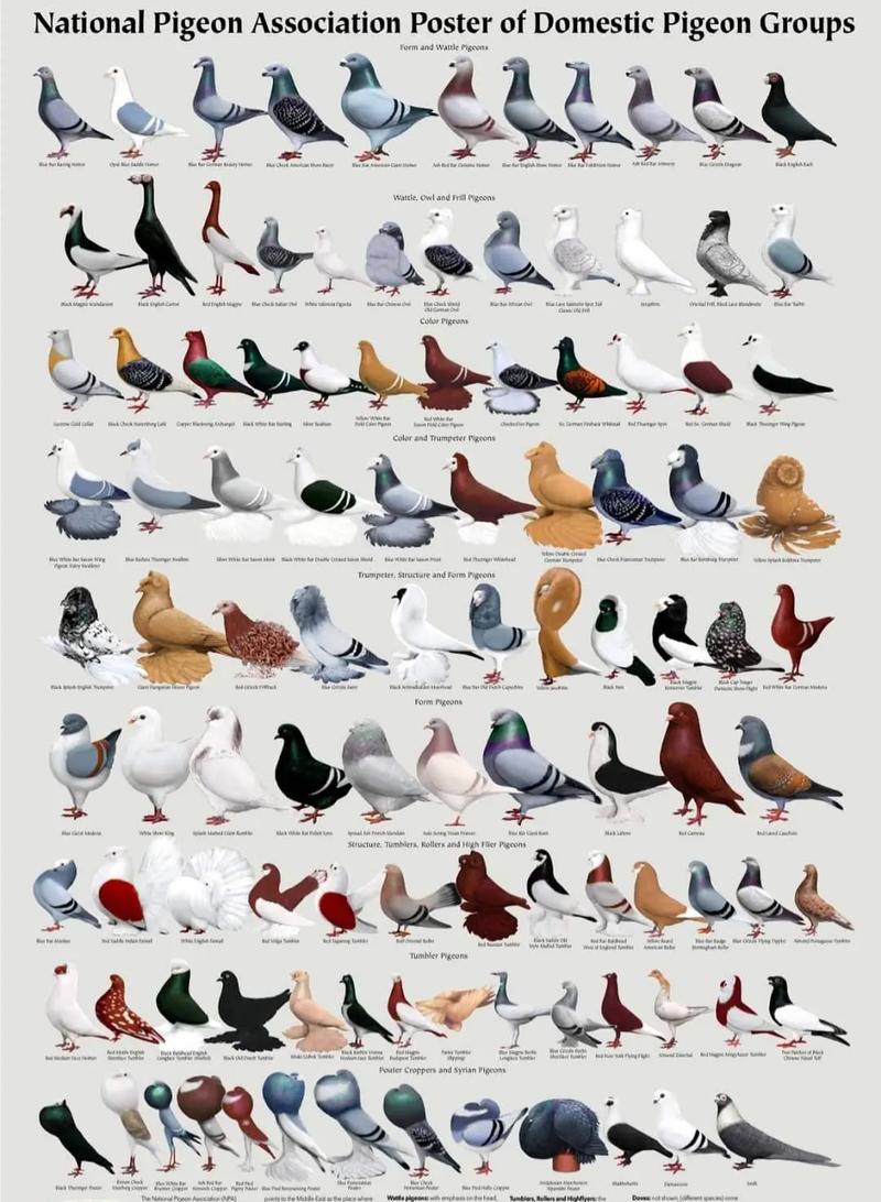 鸽子品种知多少？-图1
