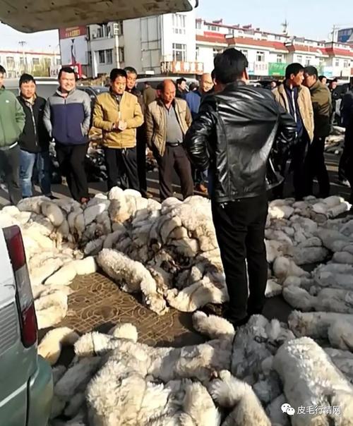 河北尚村皮毛最新价格行情如何？-图2