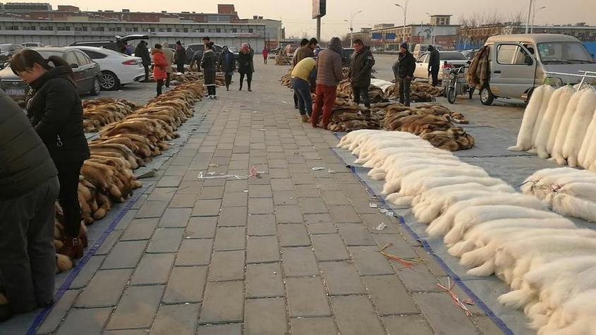 河北尚村皮毛最新价格行情如何？-图3