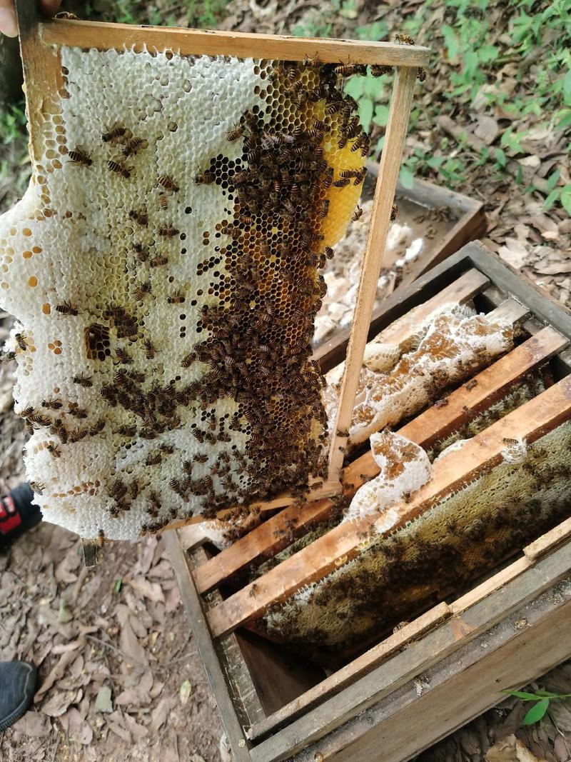 农广天地养蜂技术有哪些要点？-图3