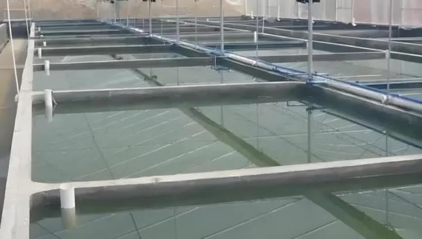 水泥池养黄鳝技术要点有哪些？-图1