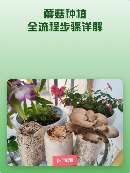 蘑菇栽培技术视频怎么学？-图2