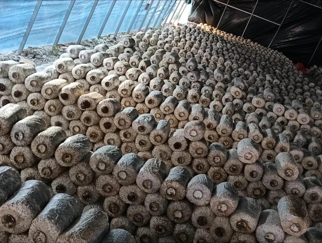 蘑菇栽培技术视频怎么学？-图3