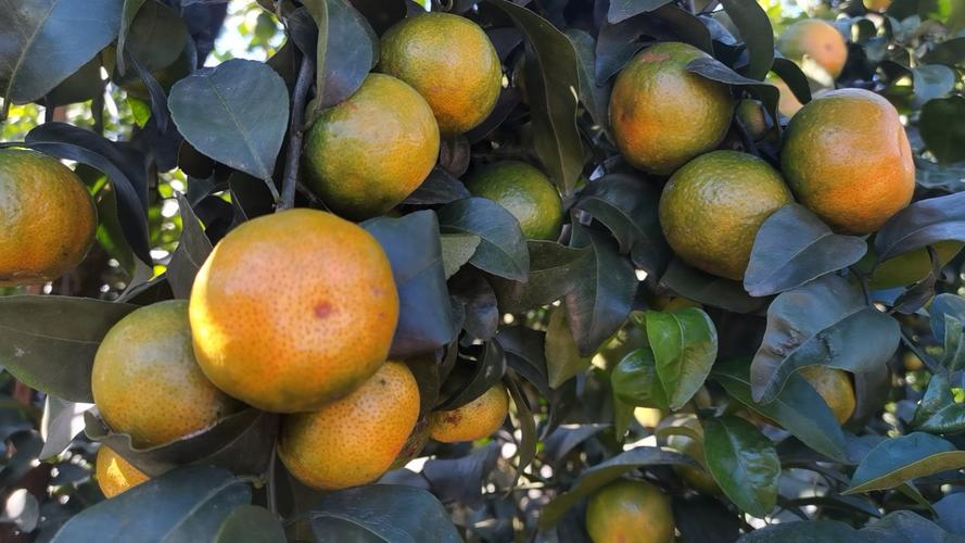 沙糖桔施肥管理有哪些关键技术？-图3