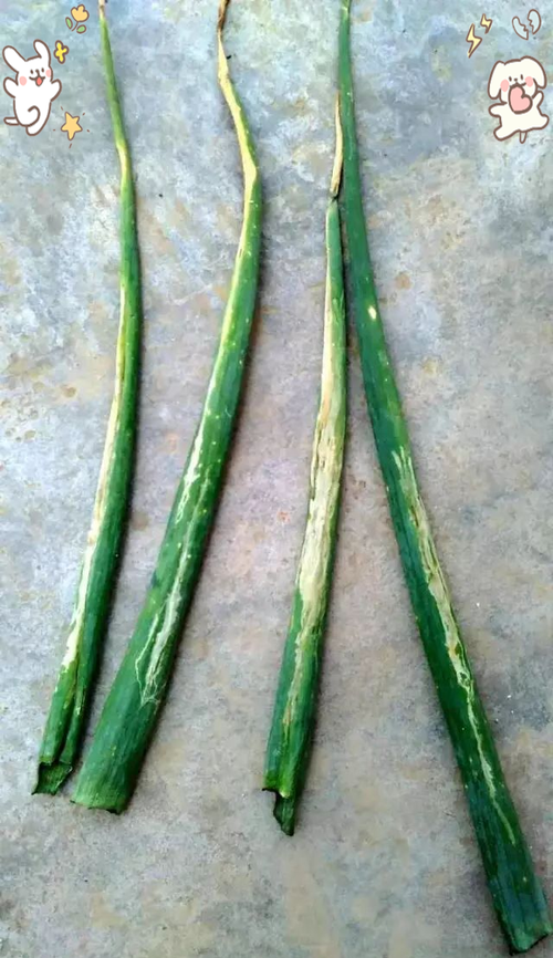 大葱病虫害怎么防治？种植技术要点有哪些？-图2