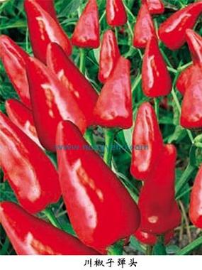 子弹头辣椒有哪些主要品种？-图1