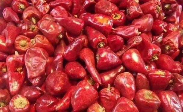 子弹头辣椒有哪些主要品种？-图2