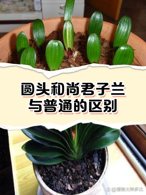 君子兰普通品种有哪些特征？-图1