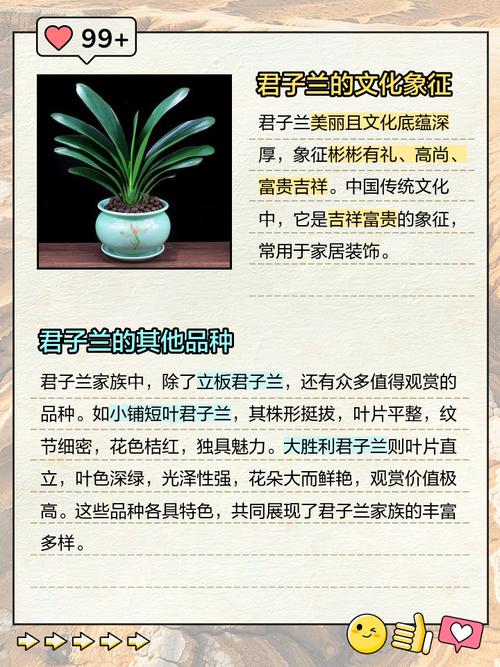 君子兰普通品种有哪些特征？-图2