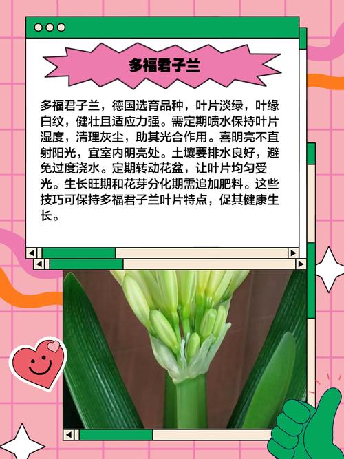 君子兰普通品种有哪些特征？-图3