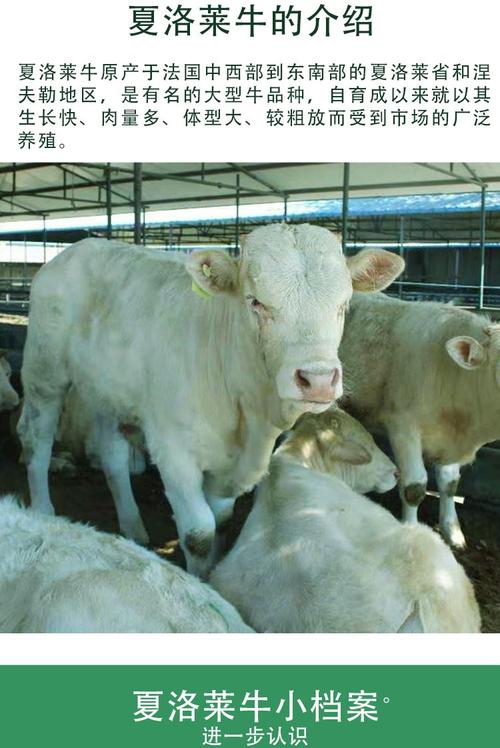 夏洛莱是什么牛品种？-图3
