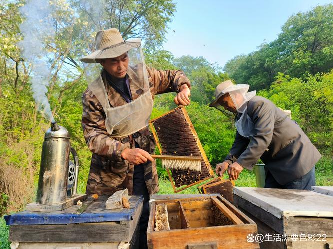 土蜜蜂养殖如何致富？-图2